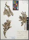 Foto von Salix glaucosericea Flod.